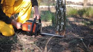 Best Utility Line Clearance  in Dakota Dunes, SD